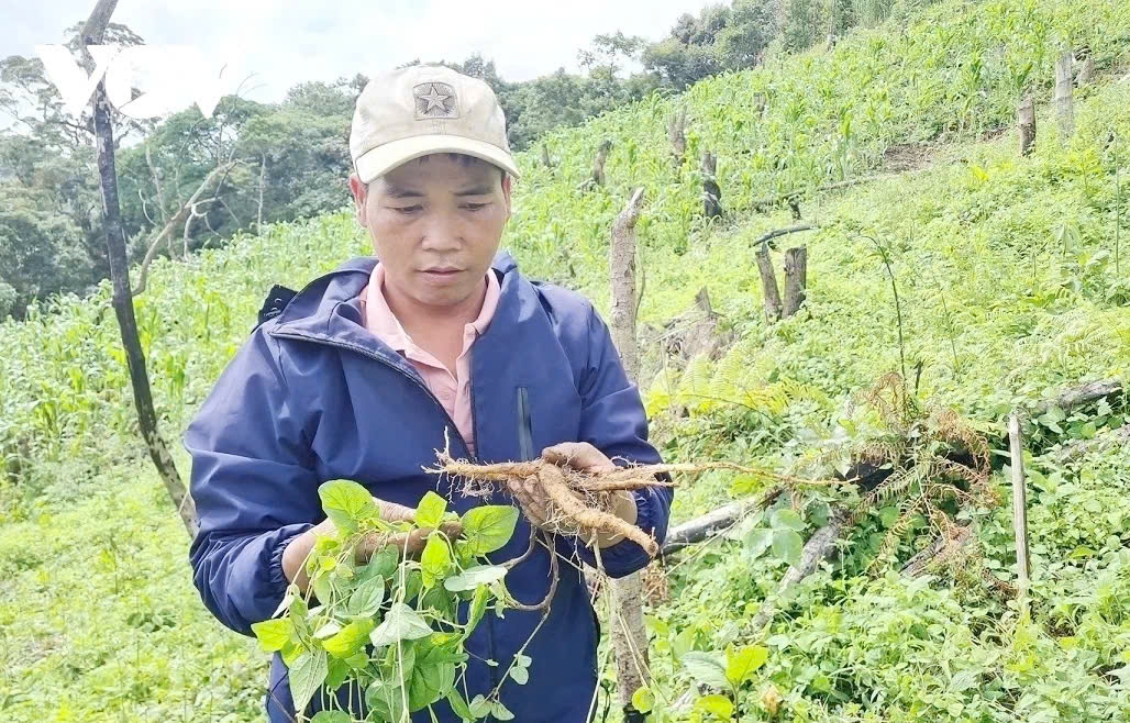 Huyện Tây Giang bước đầu hình thành 2 vùng chuyên canh cây đẳng sâm
và ba kích tím