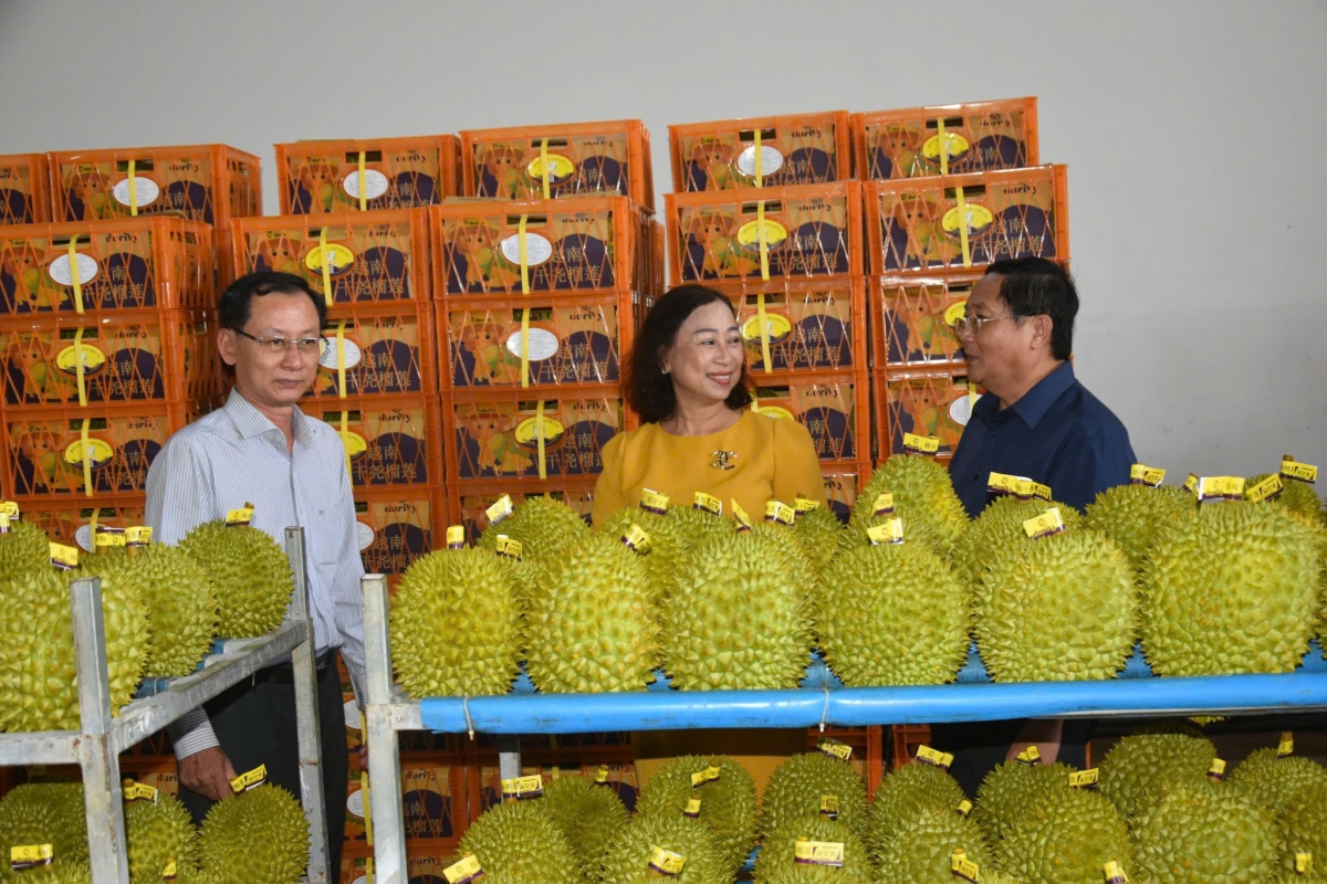 Sầu riêng là một trong số trái cây ở tỉnh Bến Tre xuất khẩu có giá trị cao