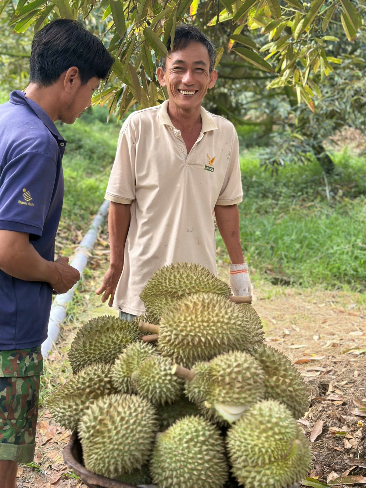 Nhà vườn tỉnh Tiền Giang phấn khởi khi trái sầu riêng tăng giá trở lại