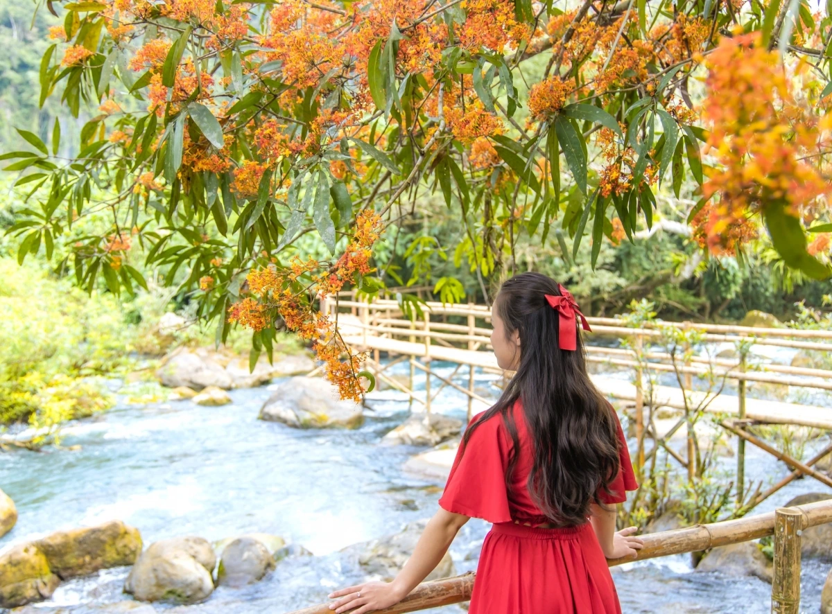 Vàng Anh có tán lá rộng và thấp, nằm mấp mé ngả mình xuống dòng suối trong veo, nổi bật dưới nền trời xanh và trên nền nước xanh ngọc bích.