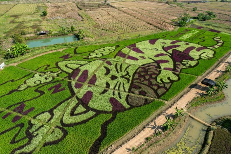 Cánh đồng lúa được trang trí với hình chú mèo ở tỉnh Chiang Rai (Ảnh: Reuters)