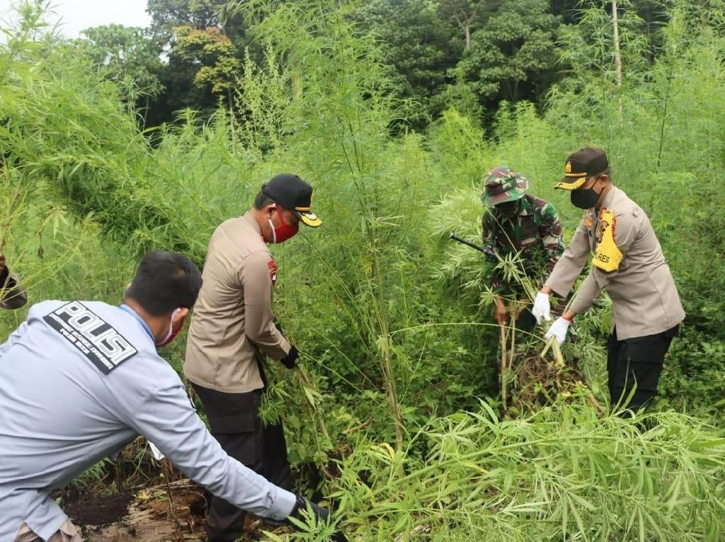 Cảnh sát Indonesia đang nhổ bỏ cánh đồng cần sa. Ảnh: Cảnh sát Indonesia