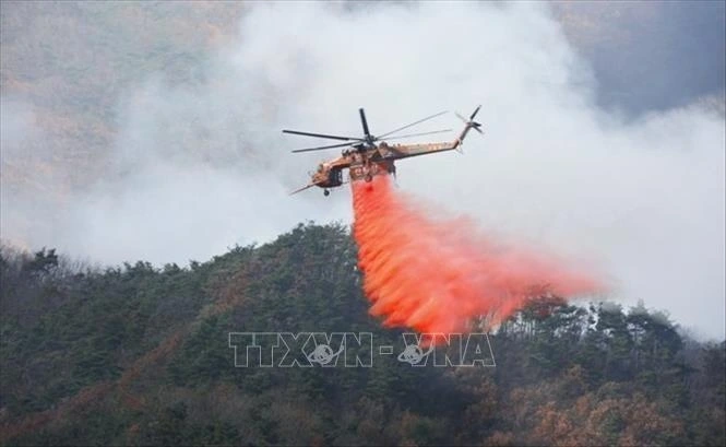 Trực thăng cứu hỏa tham gia dập đám cháy rừng ở thị trấn ven biển Uljin, phía Đông Hàn Quốc, ngày 6/3/2022. Ảnh: Yonhap/TTXVN