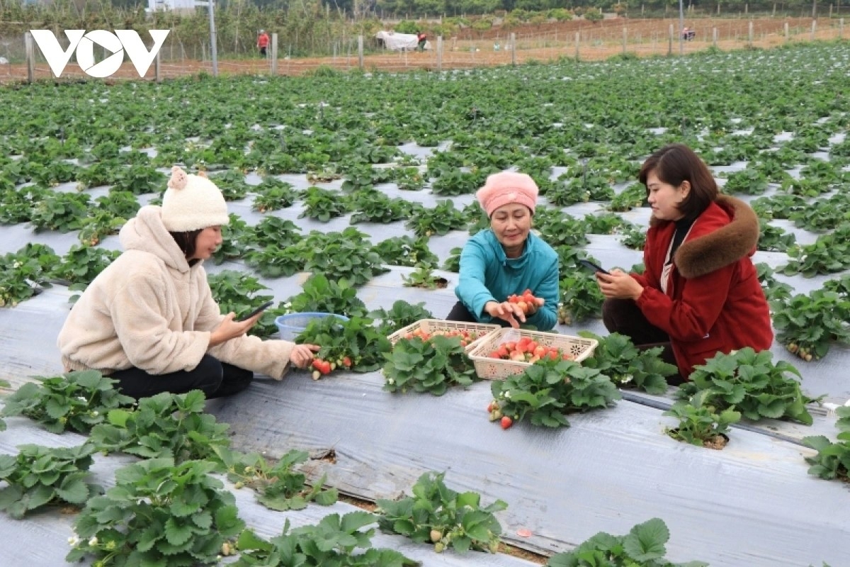 Người dân Sơn La thu hái dâu tây
