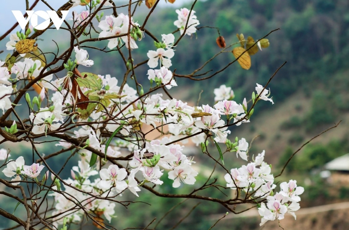 The flowers typically have five petals and can be purple, white, or red, although the majority are white.