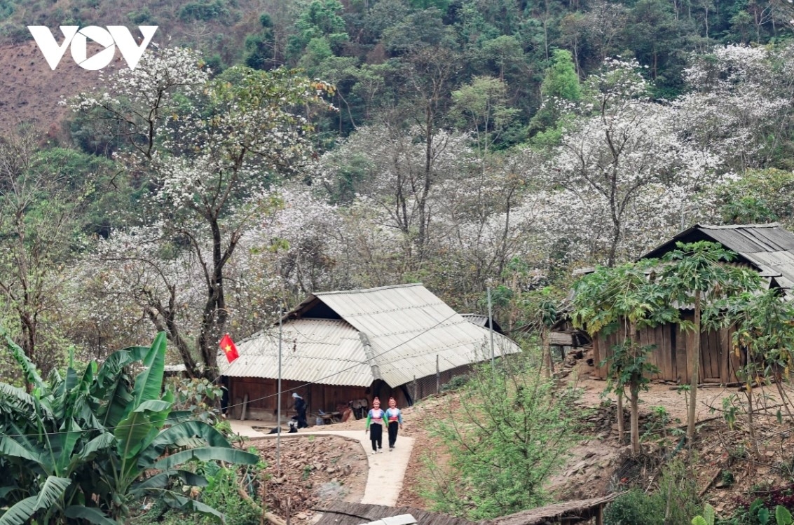 For generations, Ban flowers have been closely associated culturally and spiritually with ethnic minority groups residing in the northwestern mountains.