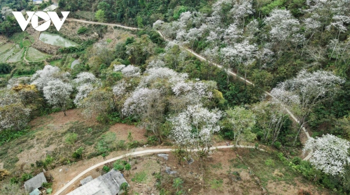 In March, when the Ban season peaks, mountainsides covered in flowering Ban trees create a romantic picture.