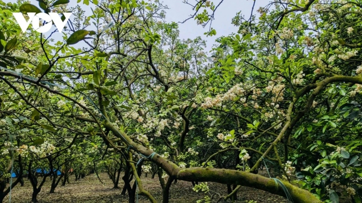 The season of grapefruits blossoming comes between mid-February and March annually.