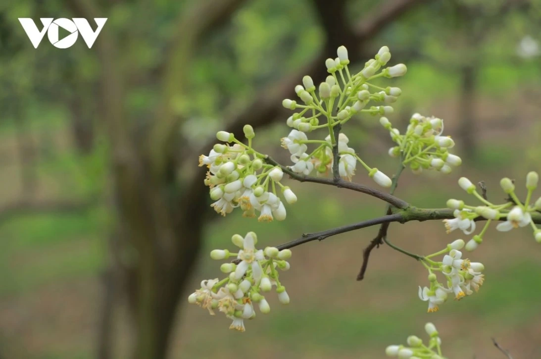 Grapefruit flowers appear in full bloom for only a short time, usually for between two to three weeks, after that the flowers usually fade and start to produce fruits.