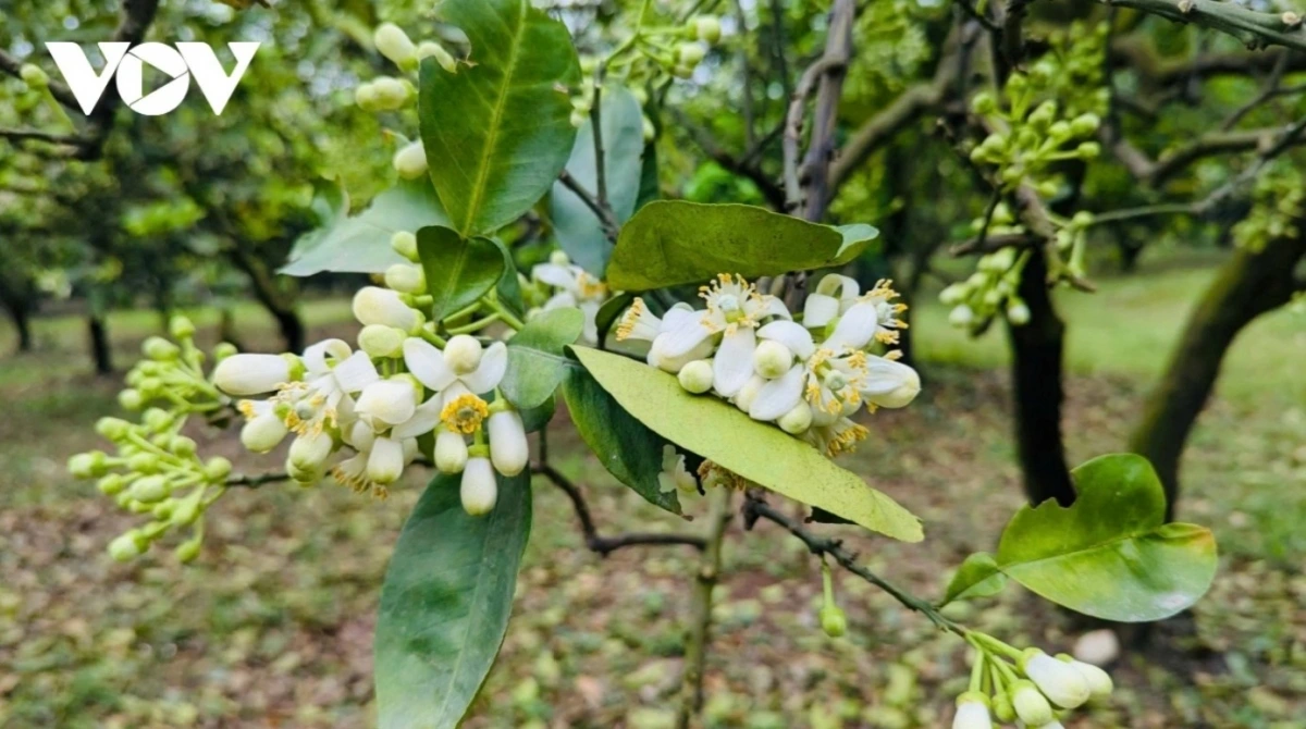 The flowers are then taken home for decoration and can be added to tea to enhance the flavour with their sweet and seductive scent.