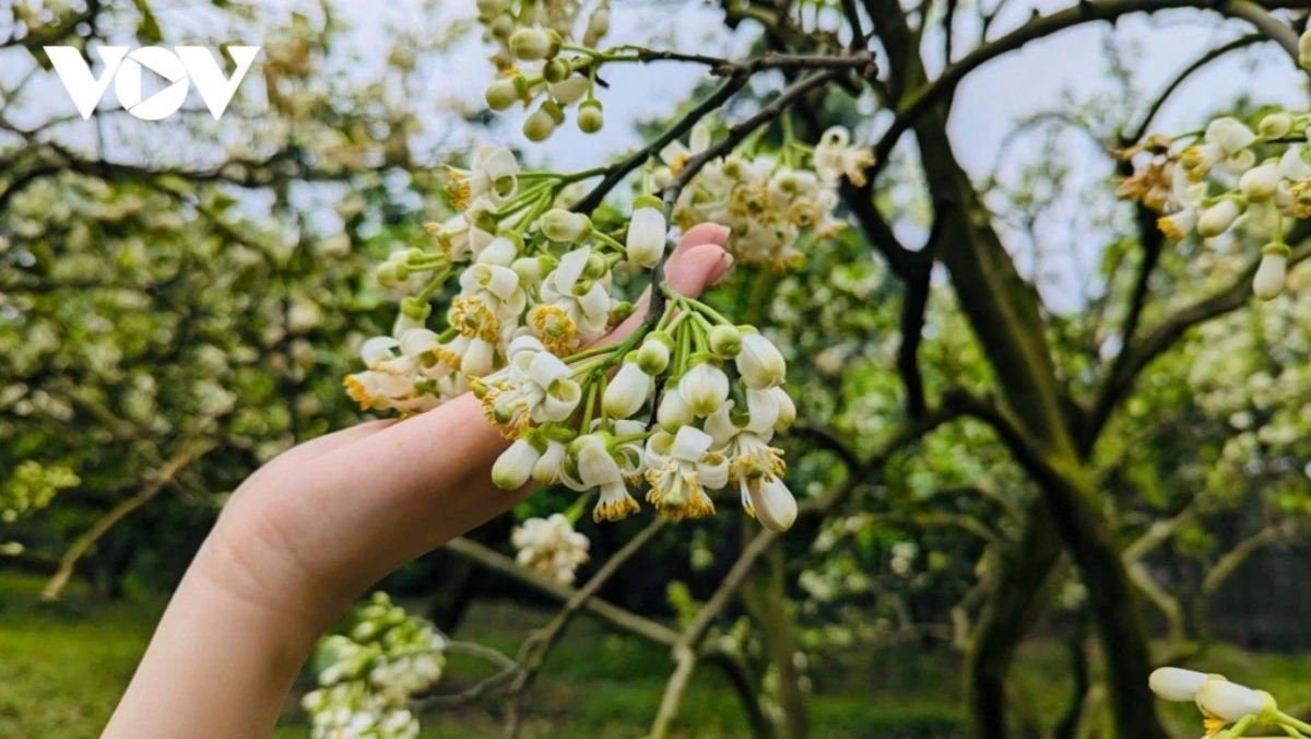 The fragrant aromas of the tiny flowers can enchant many people.