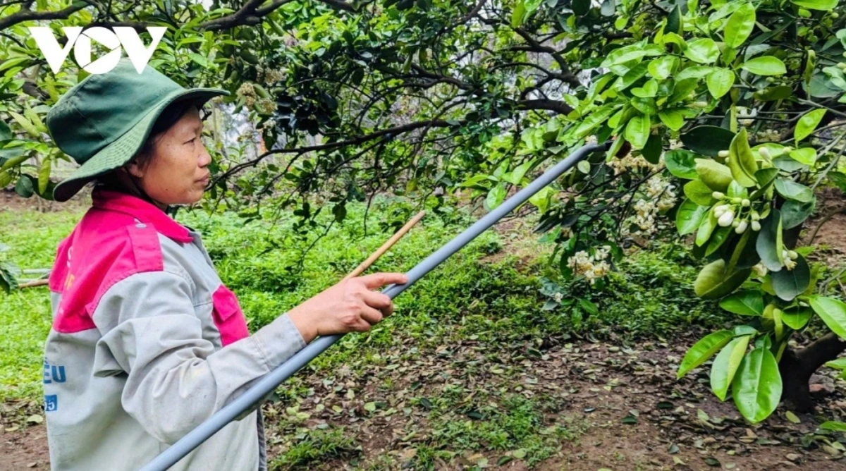 Grapefruit flowers are harvested from over-blooming trees that need to be pruned and their flowers are picked in order to produce a better crop.