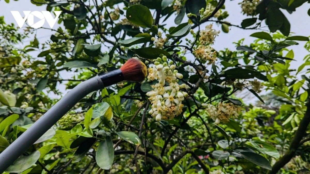 After the buds start to bloom, the flowers are then cut before being divided into smaller bunches.