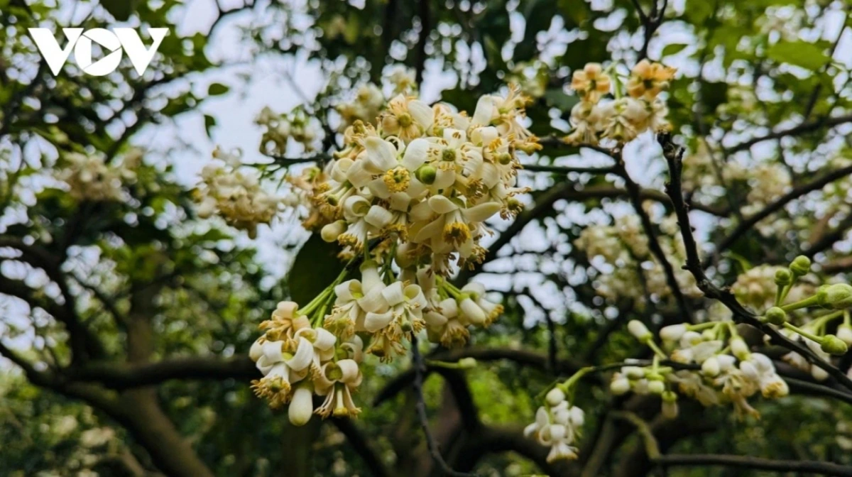 The scent of grapefruit flowers is a typical feature of Hanoi’s streets every spring.