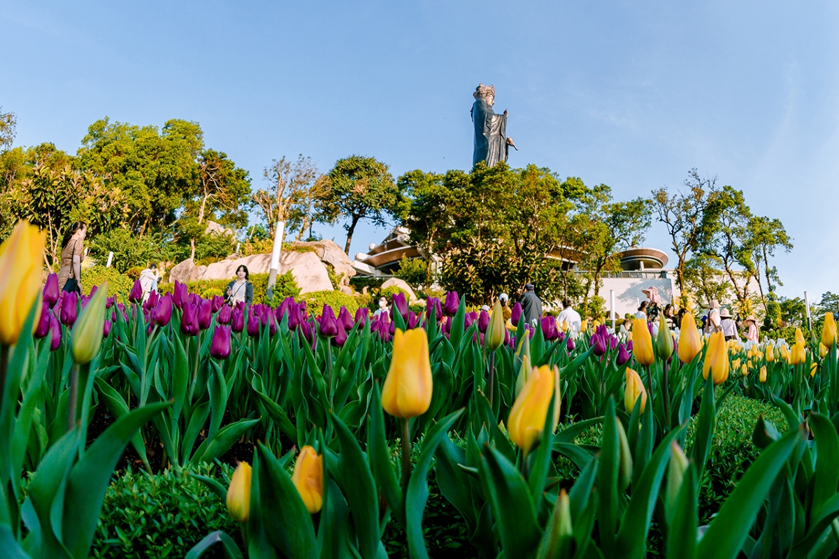Hoa tulip nở rực rỡ trên đỉnh núi Bà Đen - Ảnh: Sun World Ba Den Mountain