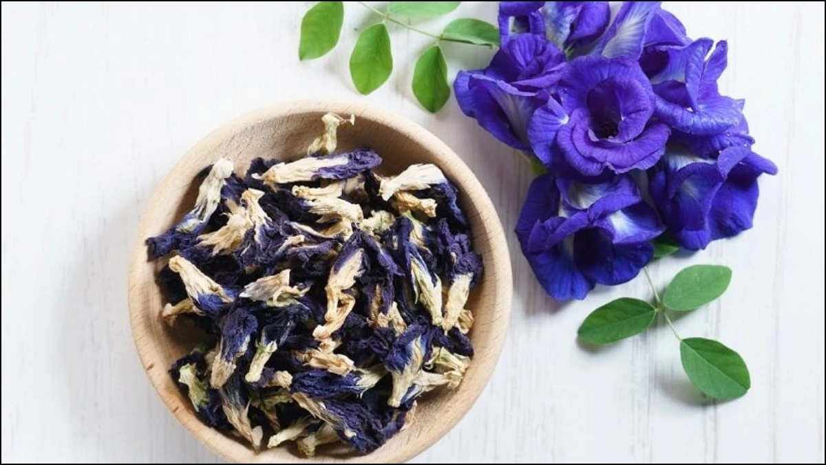 Hoa đậu biếc là loài thực vật họ đậu mang lại nhiều giá trị cho sức khỏe và công dụng hữu ích cho sức khỏe