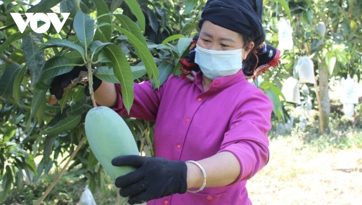 Thời gian thu hoạch xoài là từ cuối tháng 4 đến tháng 7 hằng năm