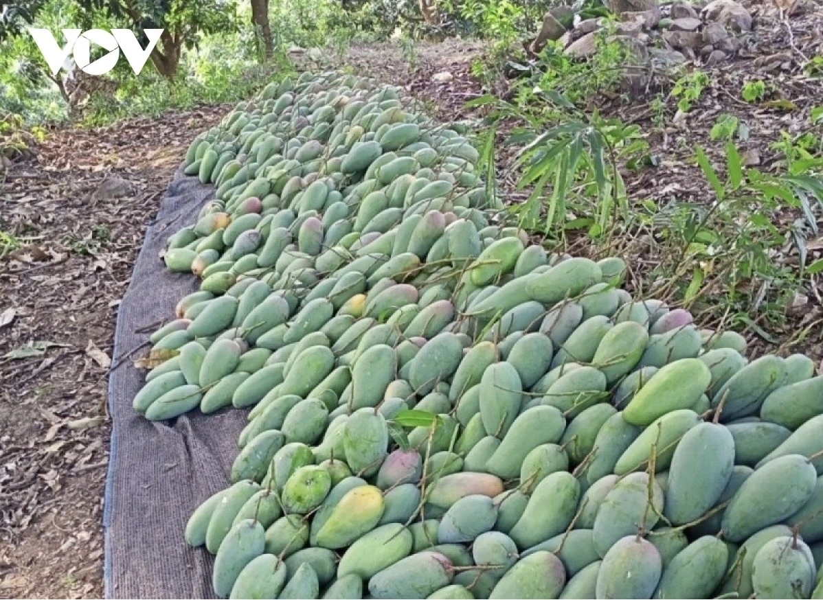 Năm nay, sản lượng xoài ở Mường La ước đạt gần 5.500 tấn