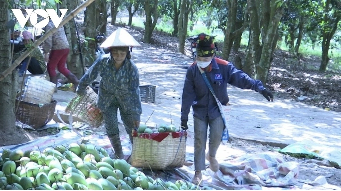 Xoài là cây ăn quả chủ lực của Mường La
