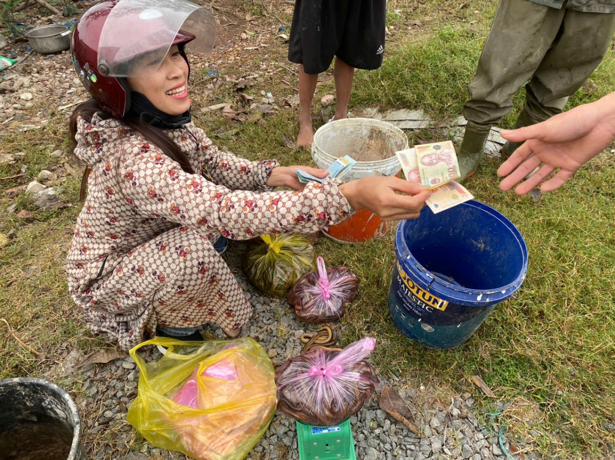 Lươn được các tiểu thương thu gom gửi đi các nhà hàng ở các thành phố lớn