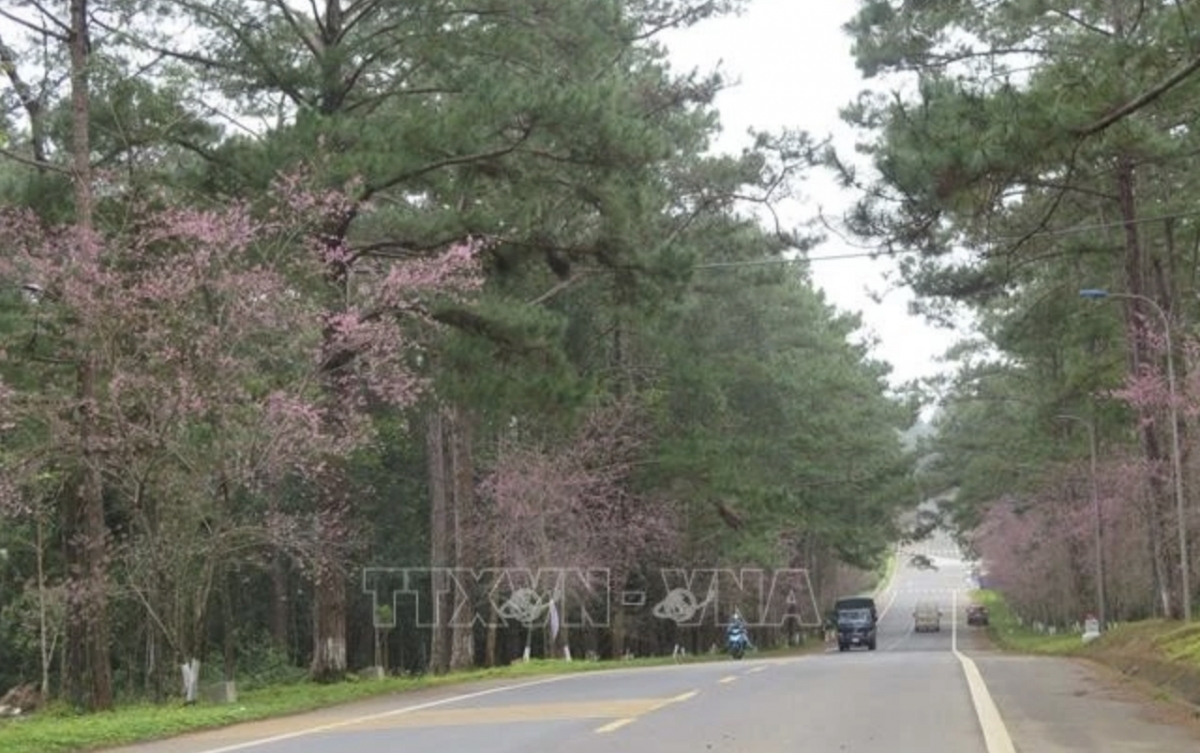 When blooming, prunus cerasoides dyes roads and tourist destinations pink, turning Mang Den into a sleeping princess who has just awakened.