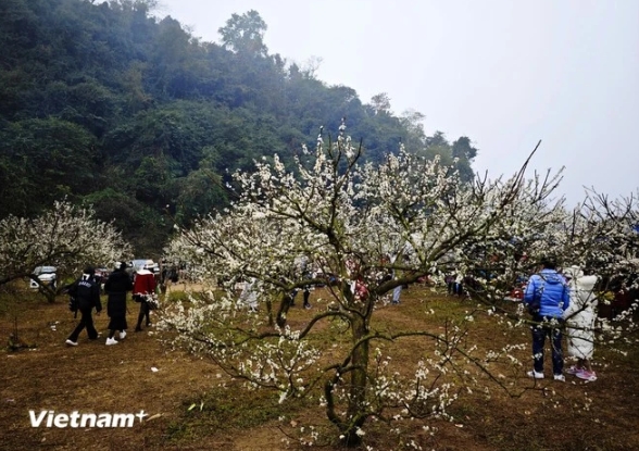 A plum blossom garden in Moc Chau