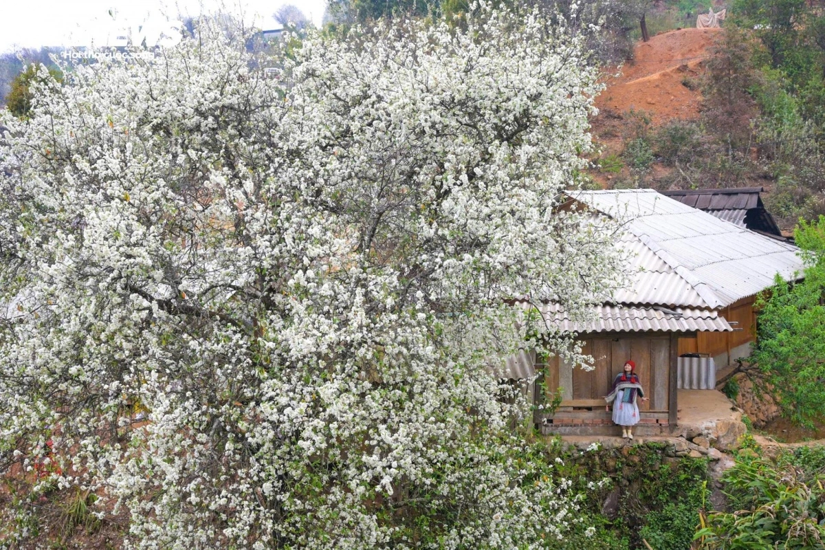 Nam Nghep village in Muong La district is recognised as the largest Son Tra flower forest in the country.