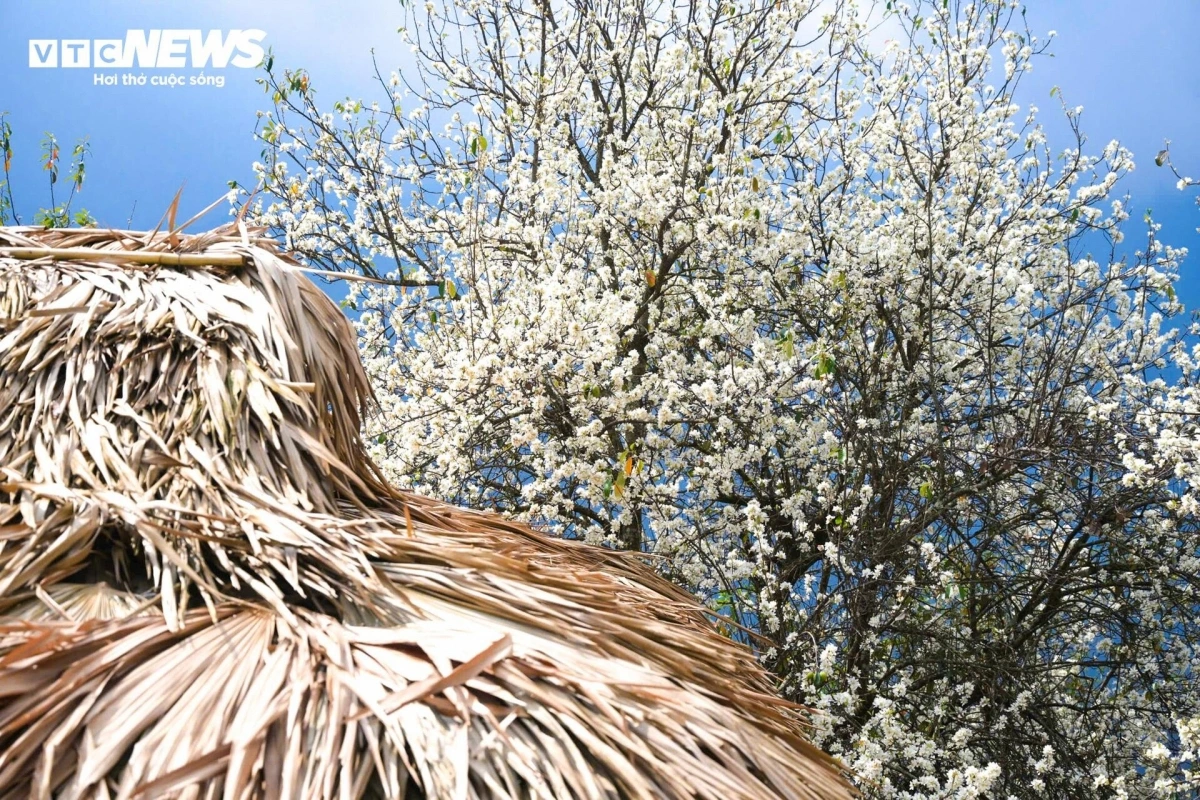 The Son Tra flower area in Nam Nghep village spans over 2,600ha, making it the largest nationwide.