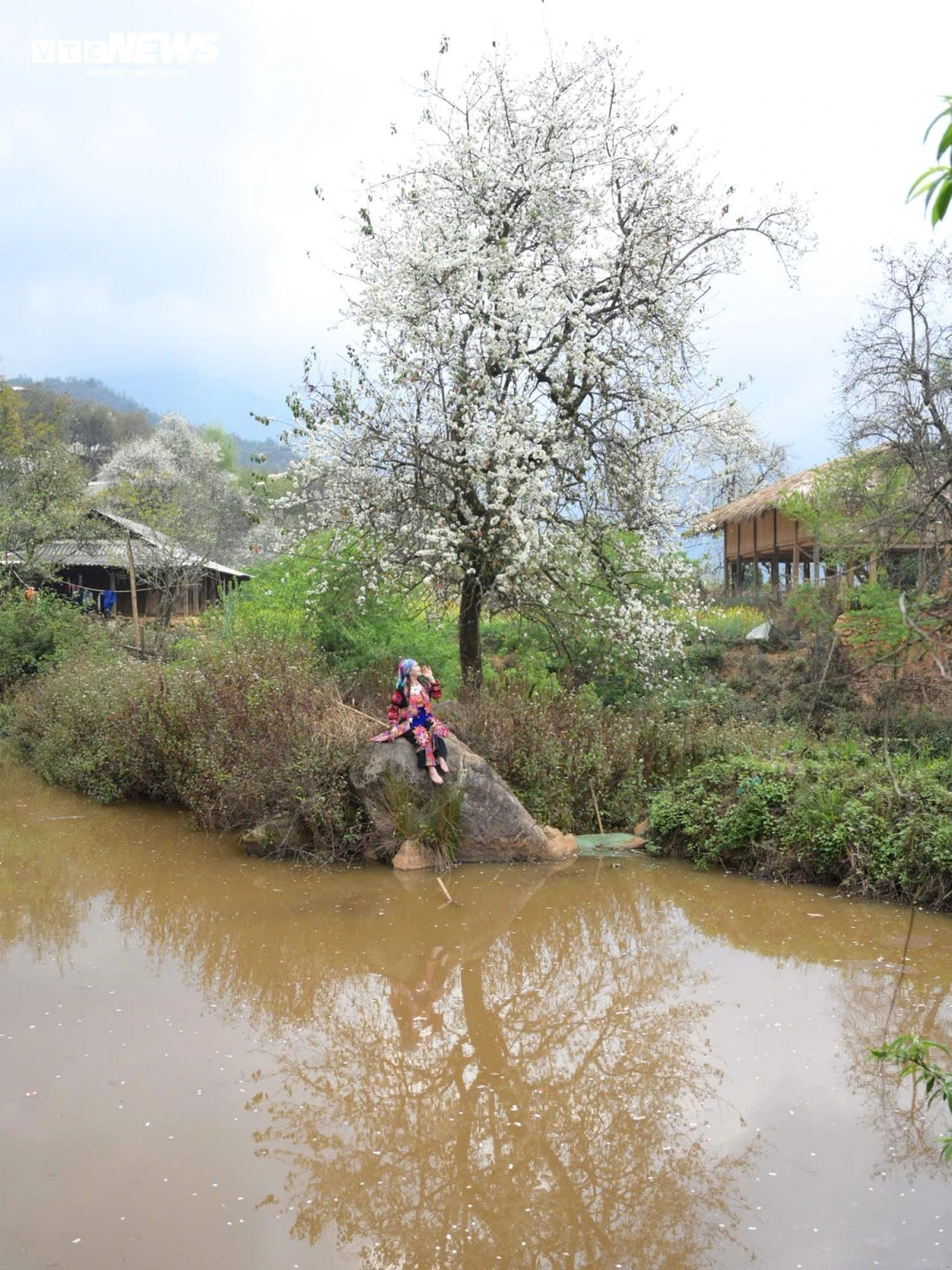 Son Tra trees can be easily found in northern mountainous provinces such as Lao Cai, Yen Bai, and Son La.