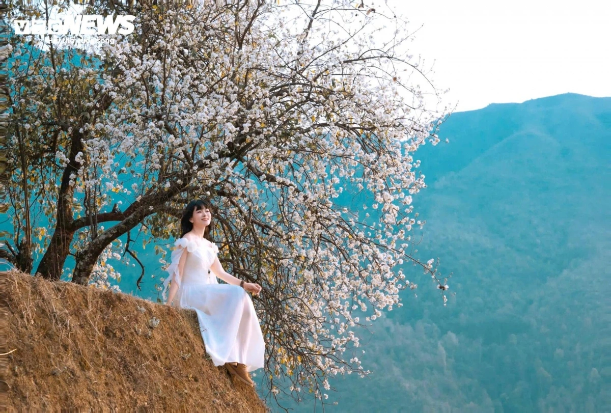 Son Tra flowers start blooming from mid-February to early April, with this change turning the area into an impressively beautiful space full of vitality.