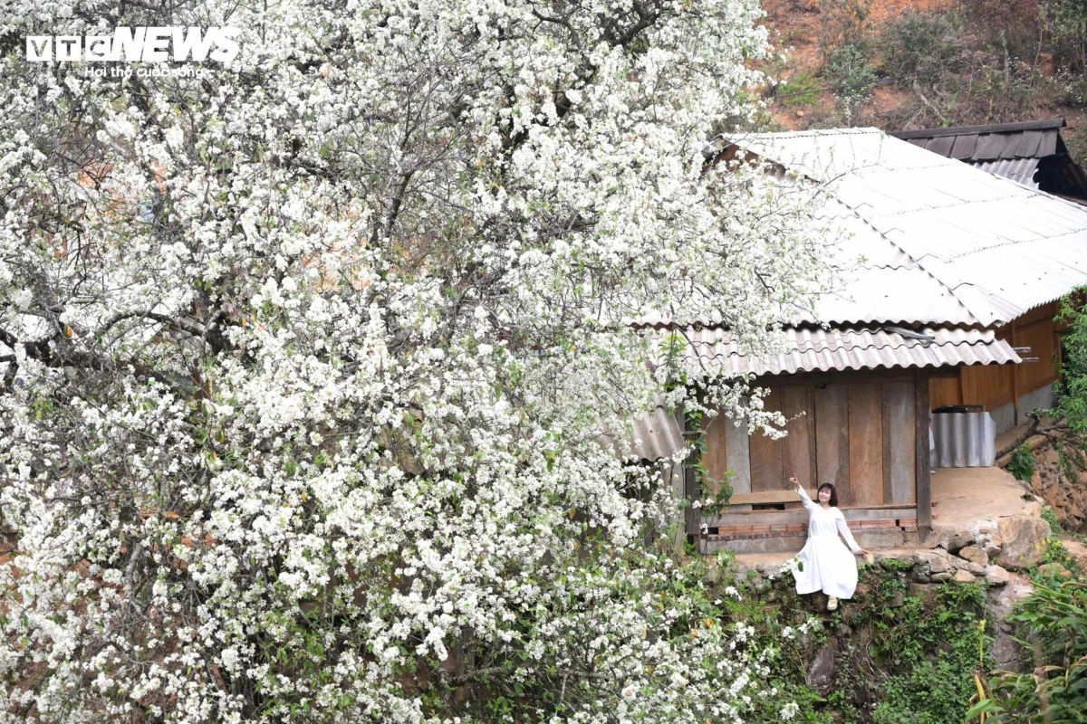 The flowers and their soft white hues provide romantic scenery throughout the northern mountainous area.