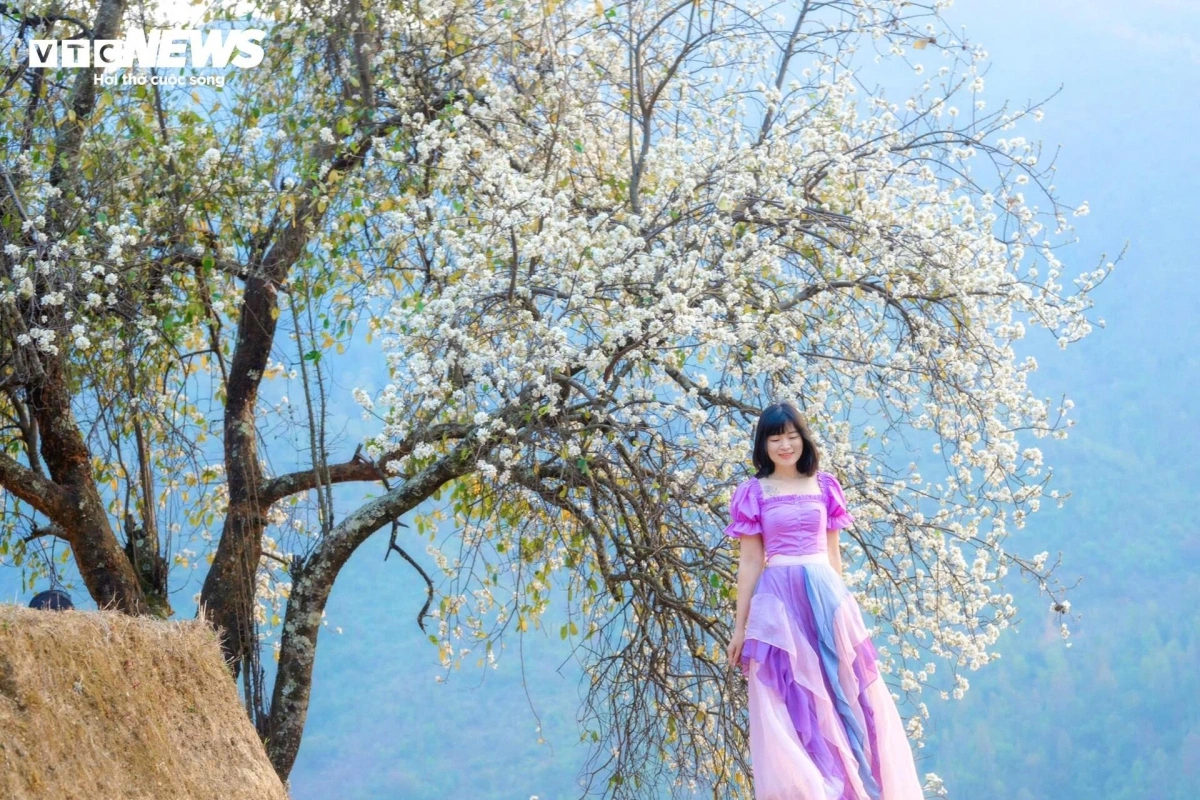 Visitors to Nam Nghep village in Muong La district have the opportunity to immerse themselves in the breathtaking beauty of Son Tra flowers.