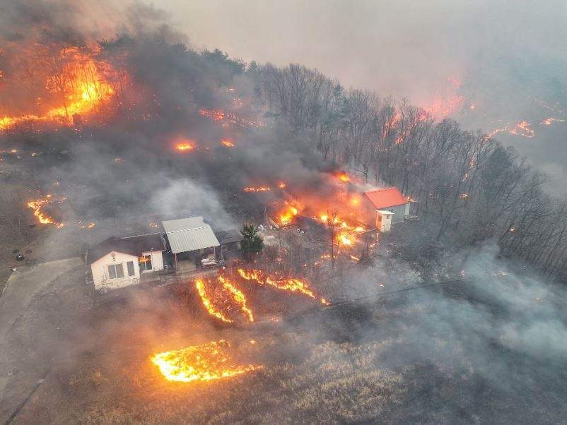 Cháy rừng ở Hàn Quốc. Ảnh: Reuters