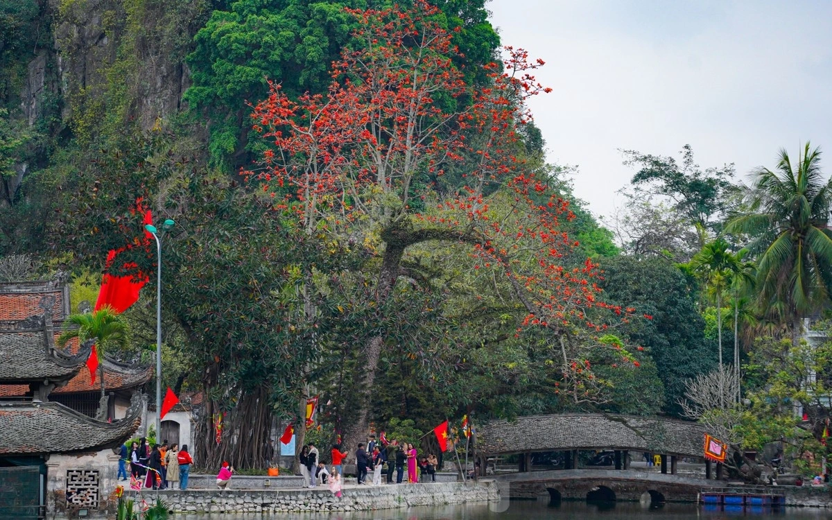 Không chỉ hiện diện ở đồng bằng Bắc Bộ hay Tây Nguyên, hoa gạo còn xuất hiện ở nhiều vùng miền, trở thành hình ảnh quen thuộc trong ký ức của bao thế hệ, gợi lên cảm giác hoài niệm về những ngày thơ ấu bình yên.