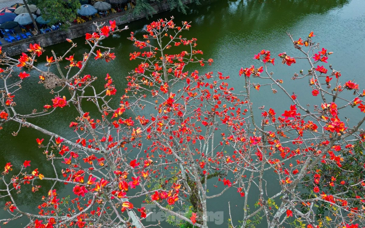 Hoa gạo có nhiều ở làng quê Bắc Bộ, hoa nở như ngầm báo hiệu những đợt rét cuối cùng của mùa Đông sẽ qua và một mùa hè sắp đến.