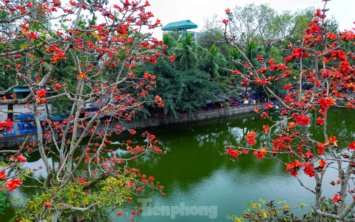 Hoa gạo còn được gọi bằng những cái tên mỹ miều như hoa mộc miên hay hoa Pơ Lang (theo cách gọi của đồng bào Tây Nguyên). Loài hoa này gắn liền với nhiều huyền thoại và đời sống văn hóa dân gian, biểu trưng cho sự mộc mạc, thủy chung và sức sống mãnh liệt.