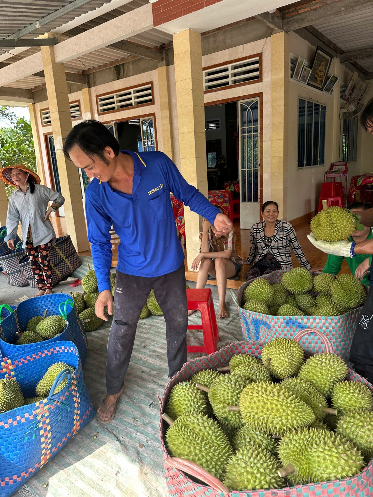 Trái sầu riêng mấy ngày nay giảm giá, doanh nghiệp thu mua số lượng hạn chế