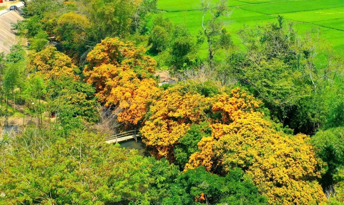 Những cây hoa trang mọc theo con suối Tà Má, làng Hà Ri.