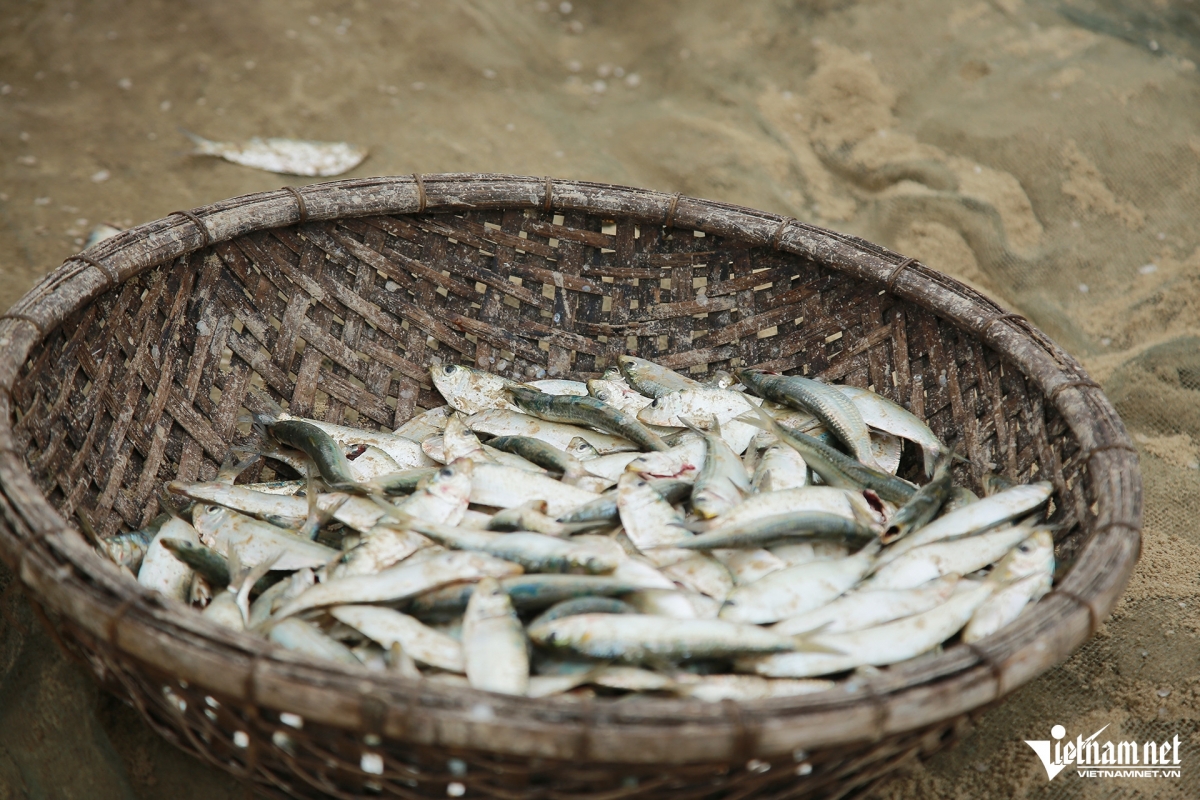 Cá trích được thương lái thu mua sau khi đưa lên bờ, giá đổ sỉ 10.000 đồng/kg