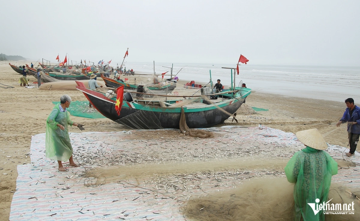 Mùa đánh bắt cá trích ở Hà Tĩnh thường bắt đầu từ sau Tết Nguyên đán, kéo dài đến khoảng tháng 4 dương lịch