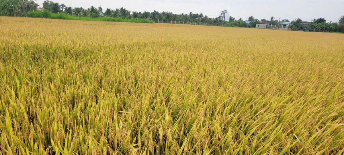 Phần lớn ruộng lúa vùng Gò Công đều đã được thu hoạch và chín vàng, không bị thiệt hại do hạn mặn