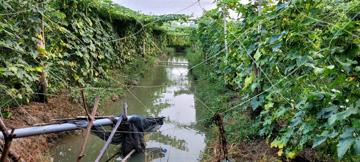 Dù vào mùa khô hạn nhưng nông dân tỉnh Tiền Giang vẫn không thiếu nước ngọt cho sản xuất