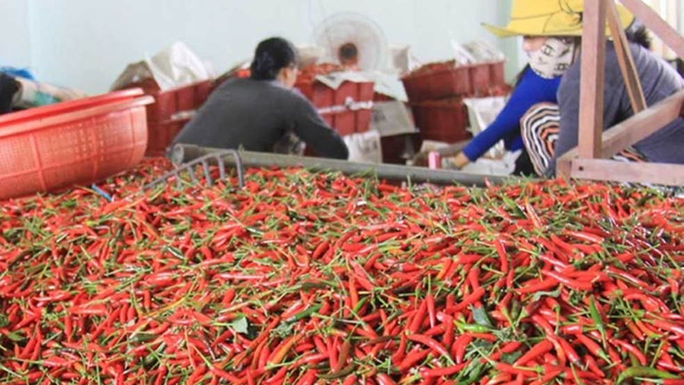 Trung Quốc là thị trường xuất khẩu ớt lớn nhất.