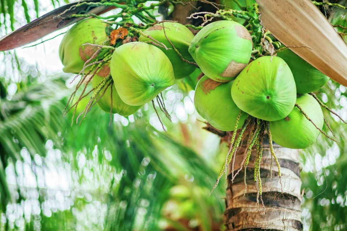 Dừa cực nhiều chất dinh dưỡng, tốt cho sức khỏe. Ảnh: Shutter Stock