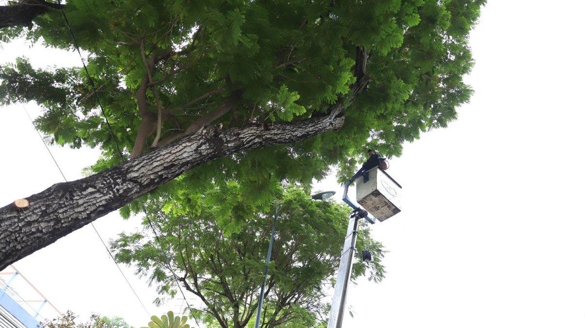 Các đơn vị chăm sóc, bảo dưỡng cây xanh cắt gọn cành nhánh nhiều cây, giảm nguy cơ rủi ro mất an toàn (Ảnh minh họa)