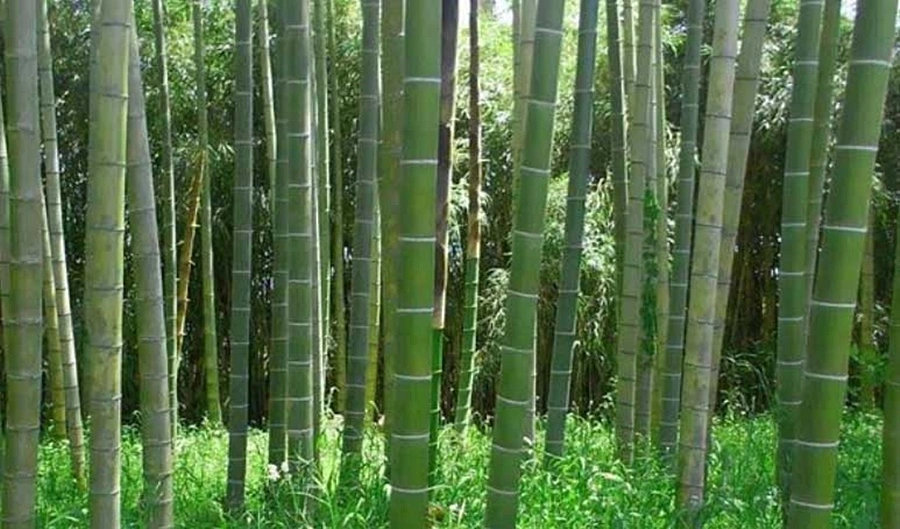 Cây tre ở châu Phi. Ảnh: Cnbamboo.