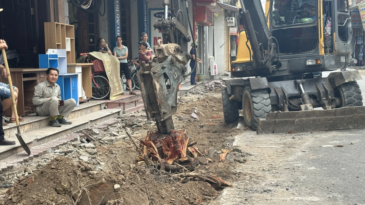 Gốc cây lâu năm rễ bám sâu phải sử dụng phương tiện để phá gốc.