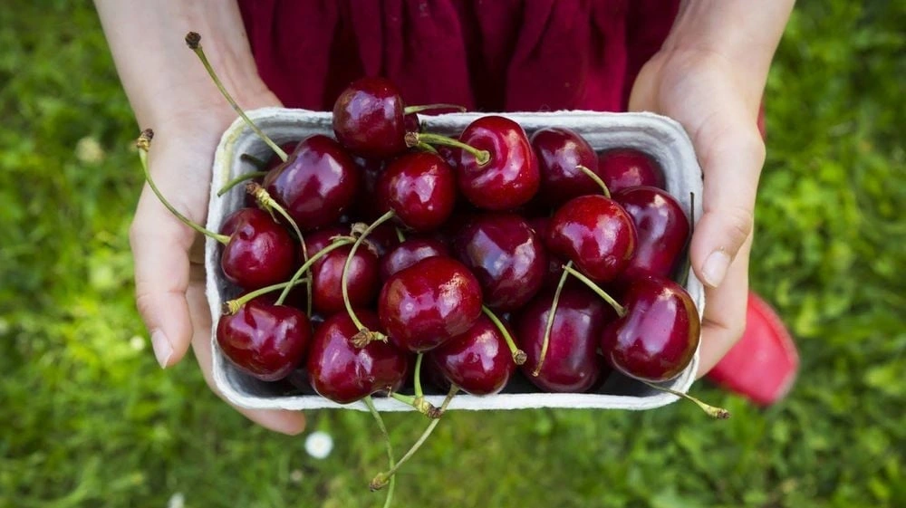 Cherry cực kỳ tốt cho bệnh tiểu đường nhờ vào chỉ số đường huyết thấp là 22, giàu vitamin C, A, B9