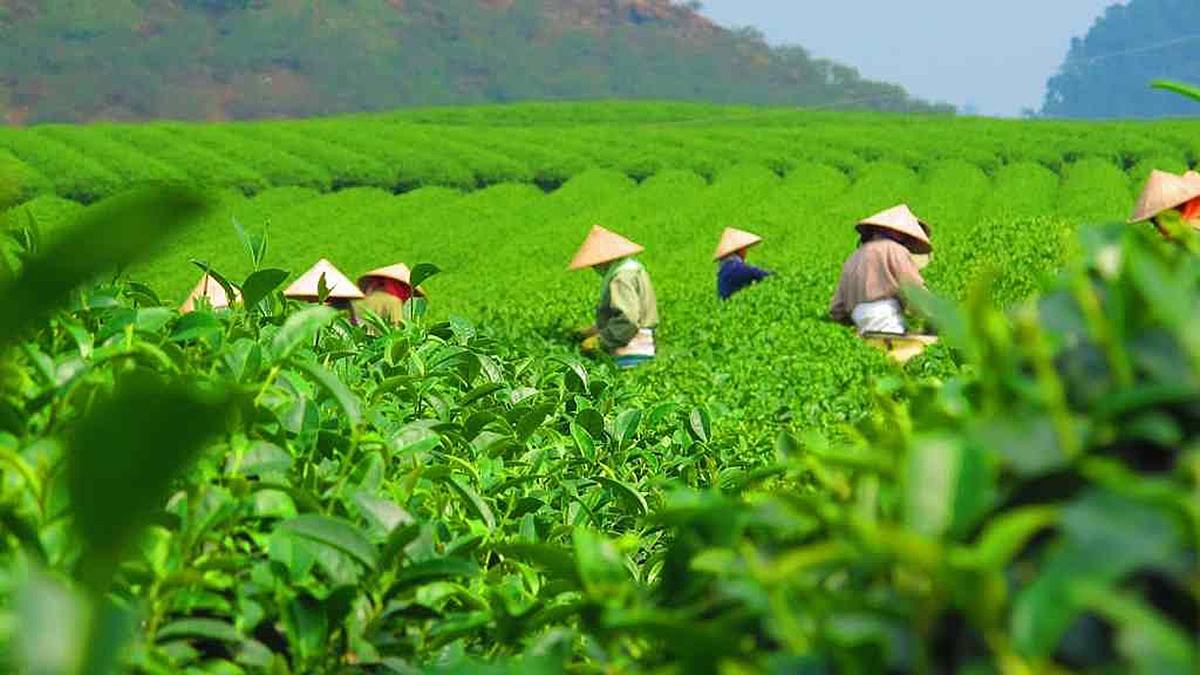 Thái Nguyên là thủ phủ chè cả nước với diện tích 22.200 ha.