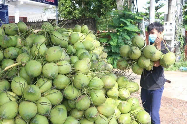 Dừa Việt Nam được Mỹ, Trung Quốc yêu thích, xuất khẩu tăng vọt. Ảnh minh họa: IT.